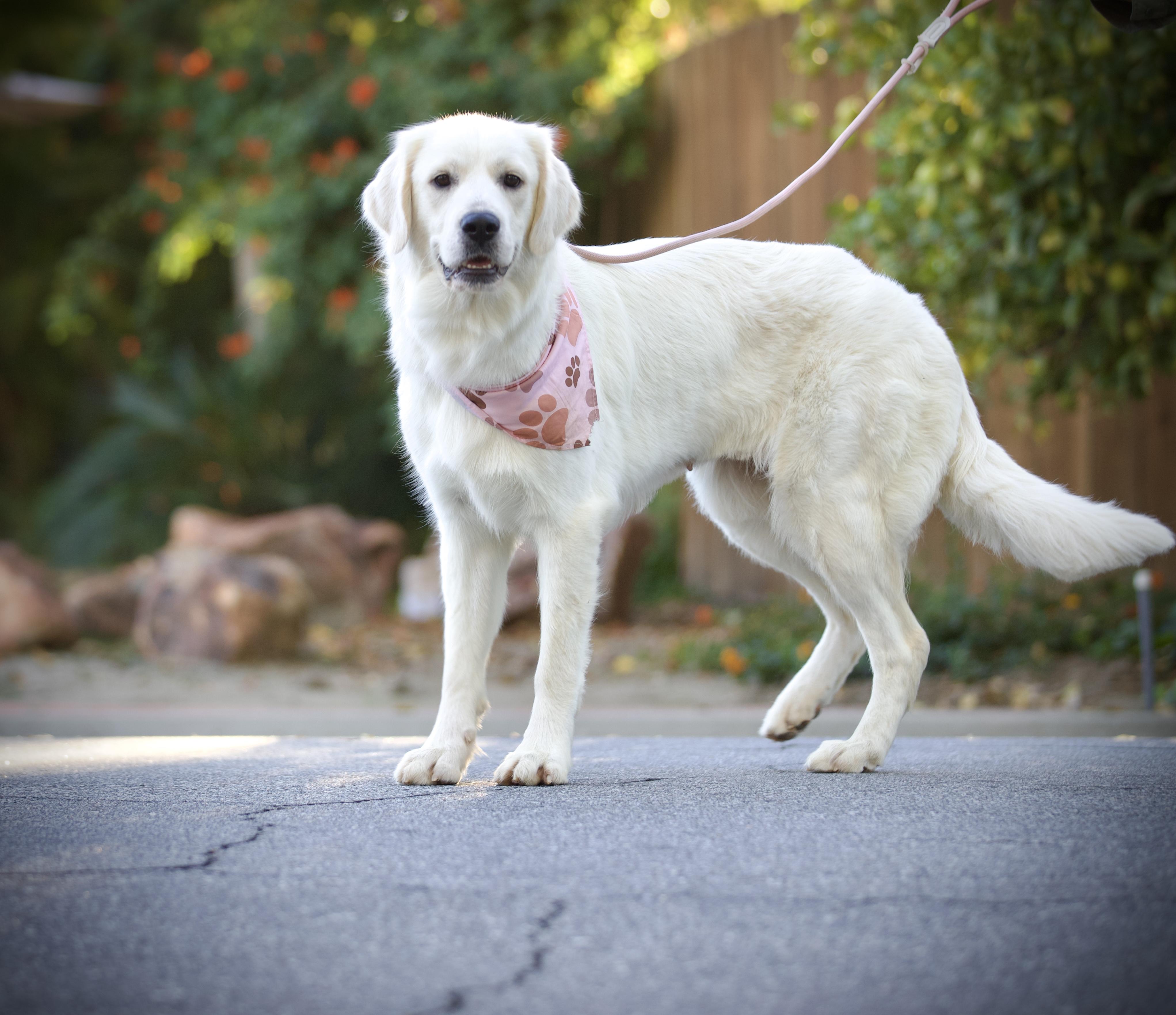 Enlarge Clover, an adopted mixed breed in San Francisco , CA image 4/6