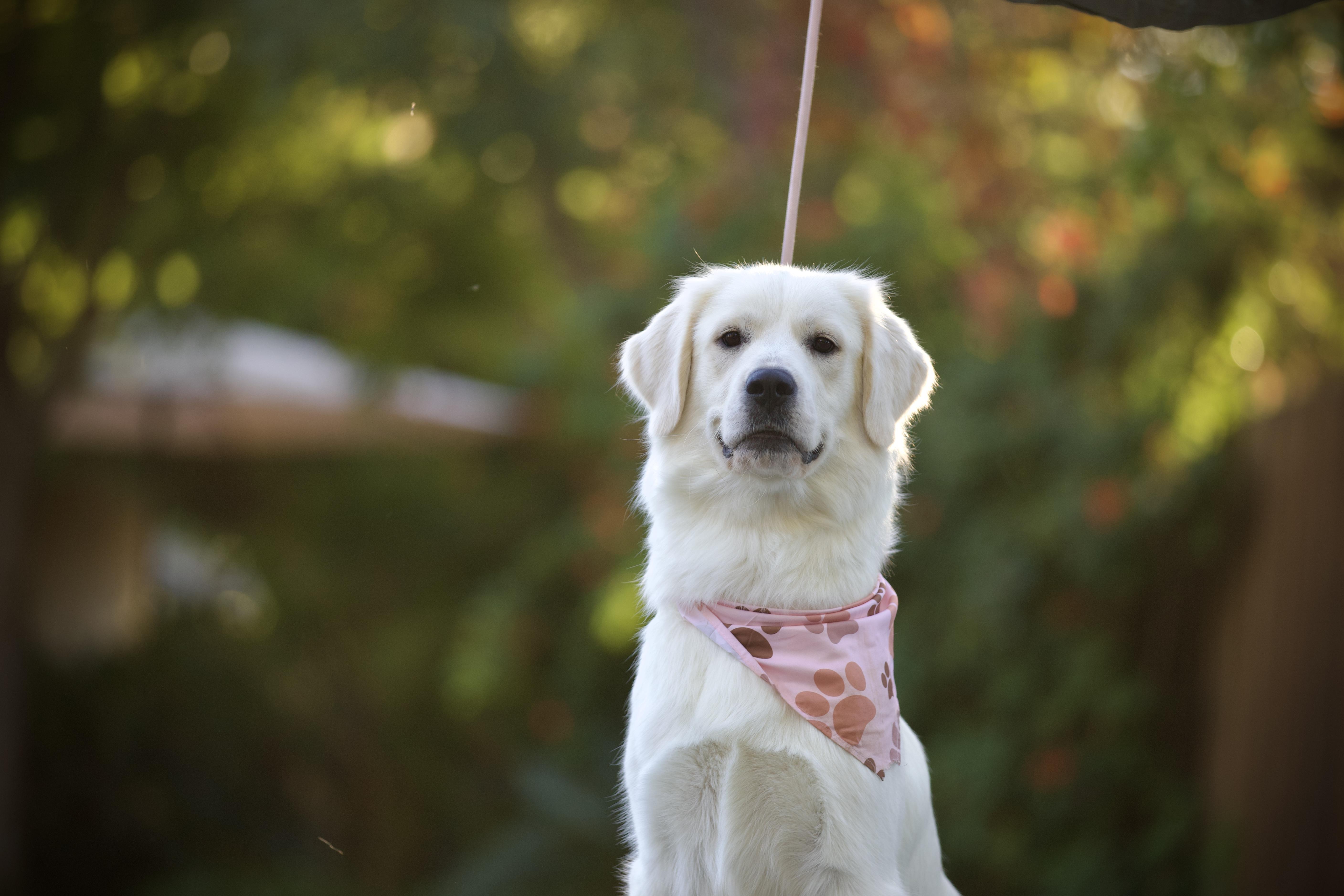 Enlarge Clover, an adopted mixed breed in San Francisco , CA image 5/6