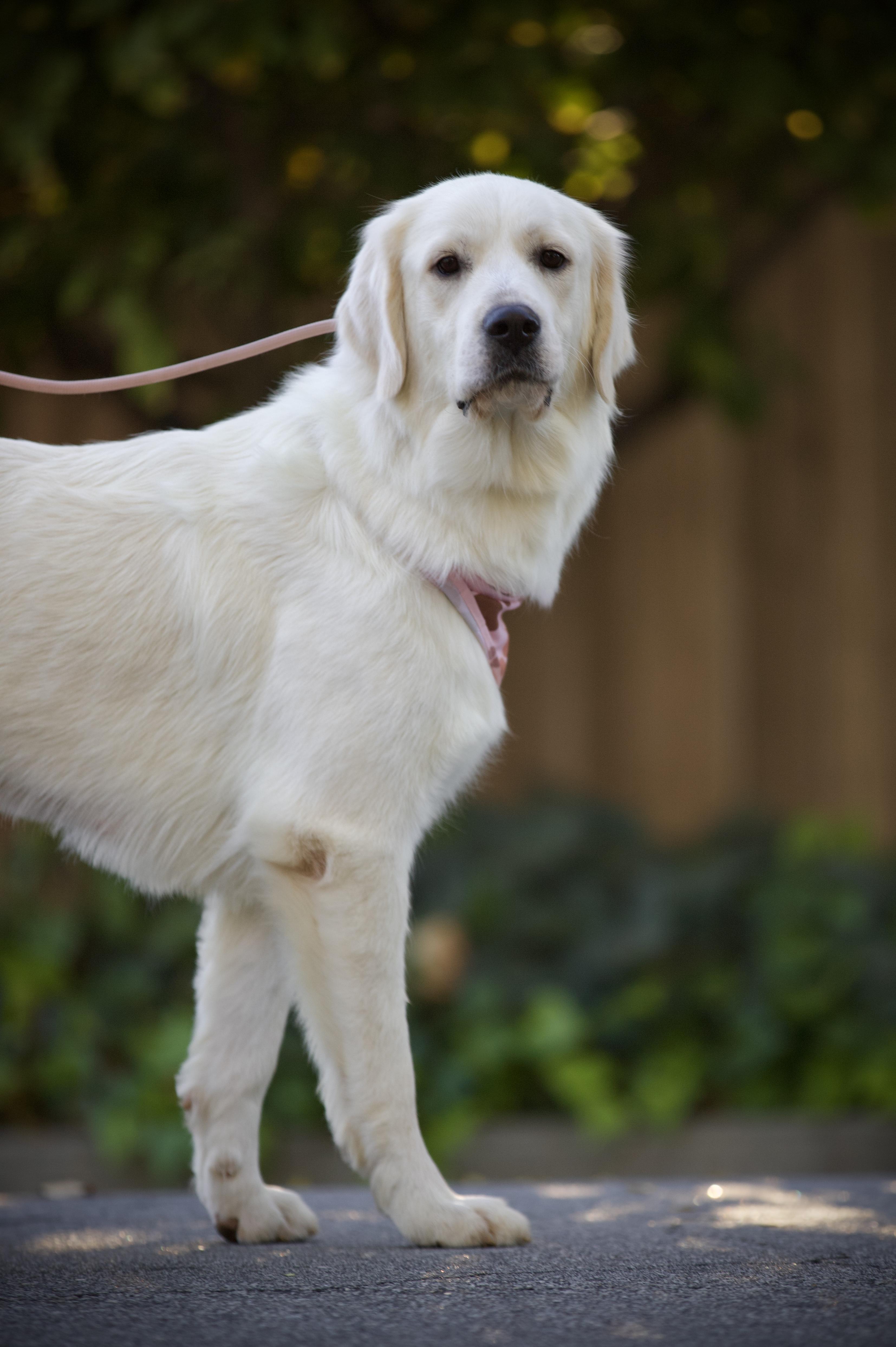 Enlarge Clover, an adopted mixed breed in San Francisco , CA image 6/6