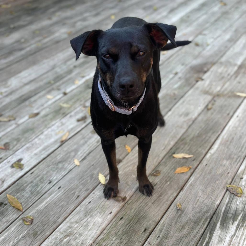 Jolie, Adoptable, Adult Female Mixed Breed.