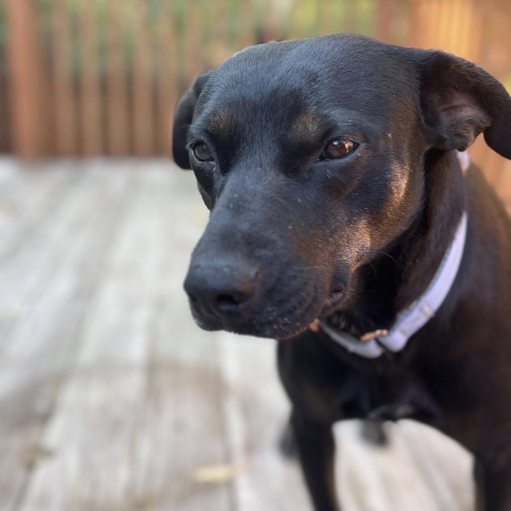 Jolie, a Adoptable Mixed Breed in Boone, IA image 3/3