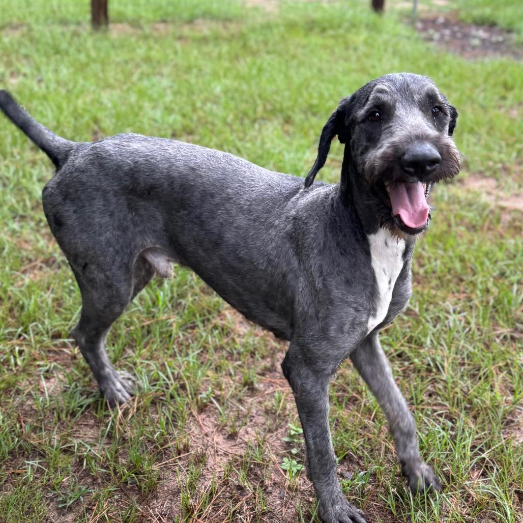 Enlarge Joffrey, a Adoptable mixed breed in Houston, TX image 1/6