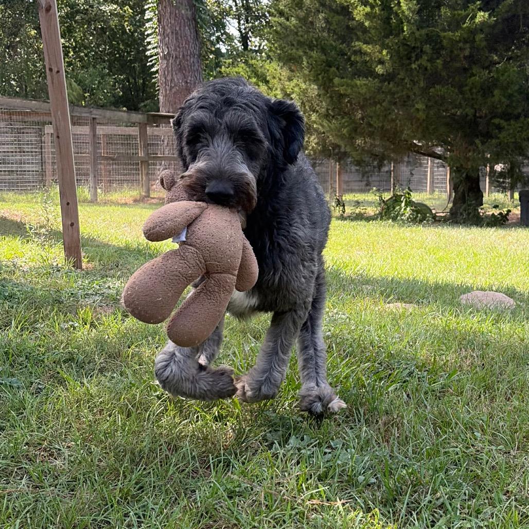 Enlarge Joffrey, a Adoptable mixed breed in Houston, TX image 2/6