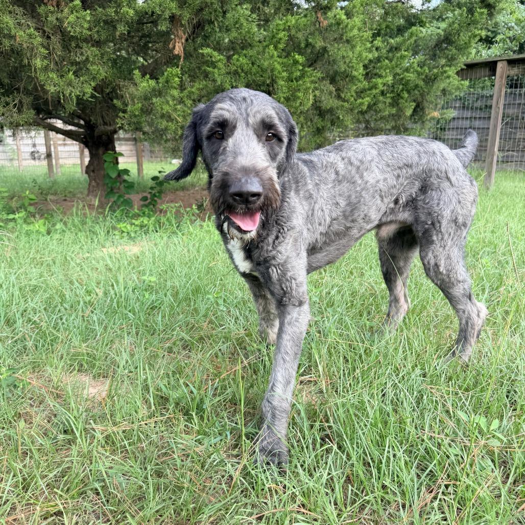 Enlarge Joffrey, a Adoptable mixed breed in Houston, TX image 3/6