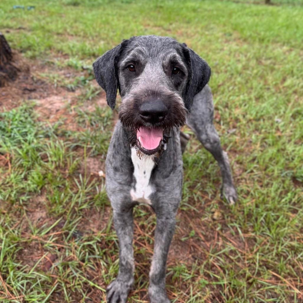 Enlarge Joffrey, a Adoptable mixed breed in Houston, TX image 5/6