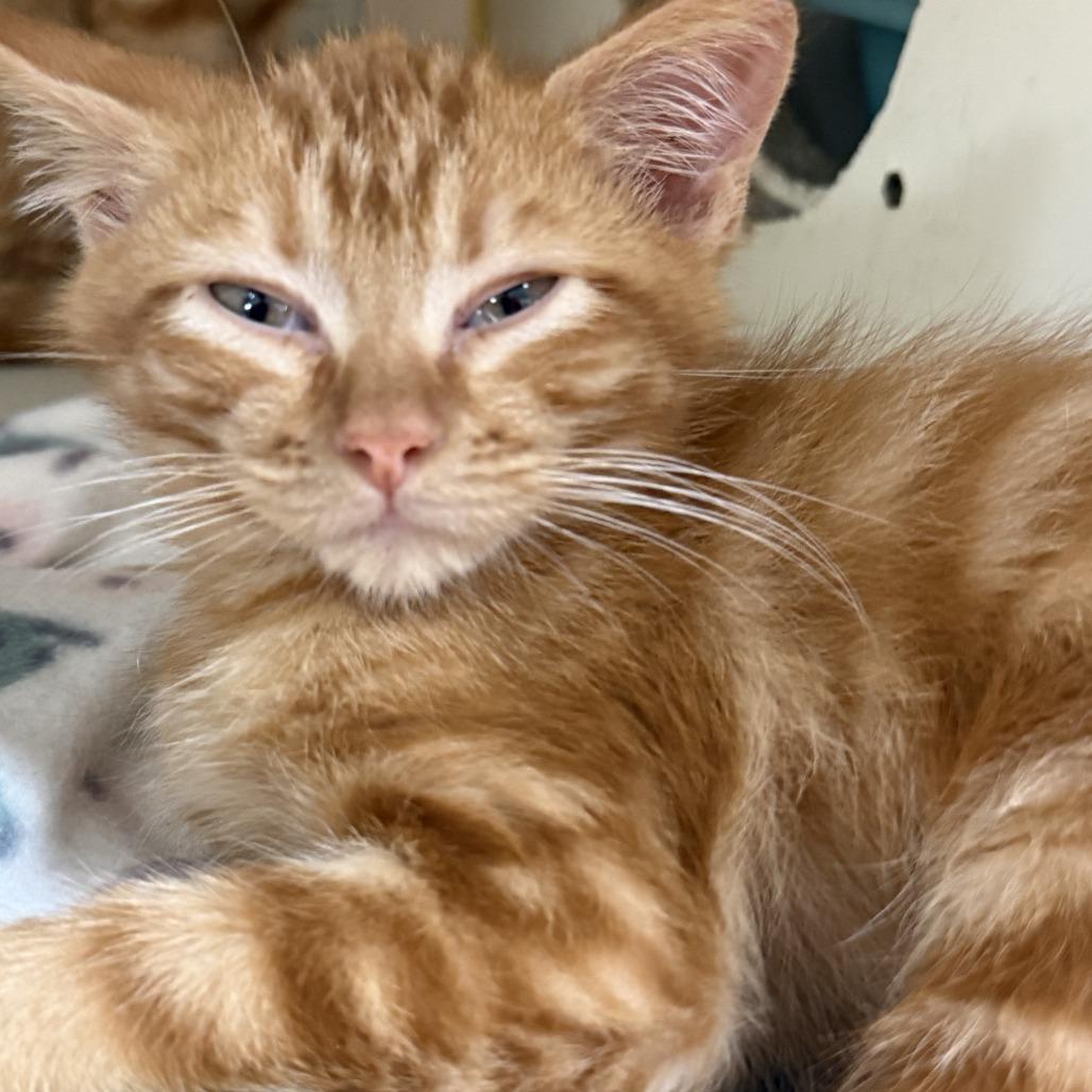 Garfield, Adoptable, Kitten Male Domestic Medium Hair.