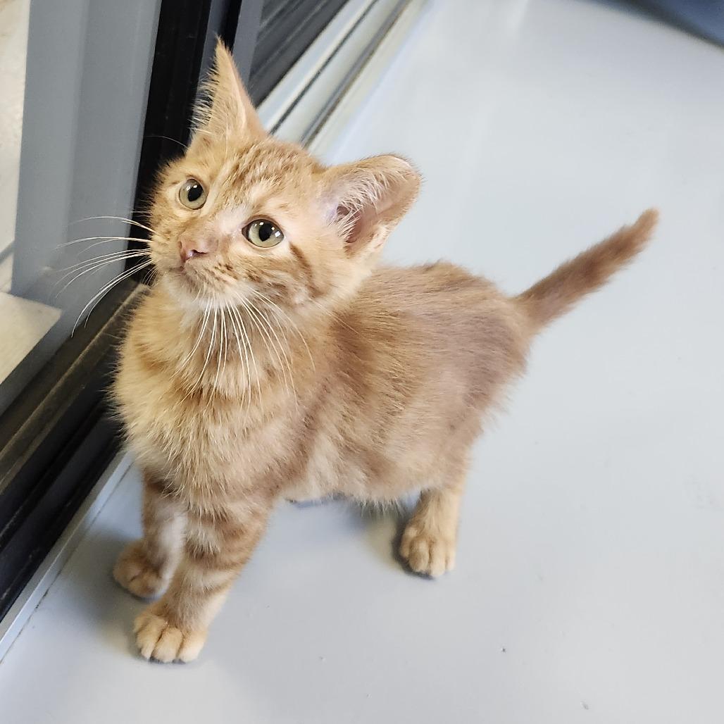Enlarge Garfield, a Adoptable Domestic Medium Hair in Ponca City, OK image 2/2