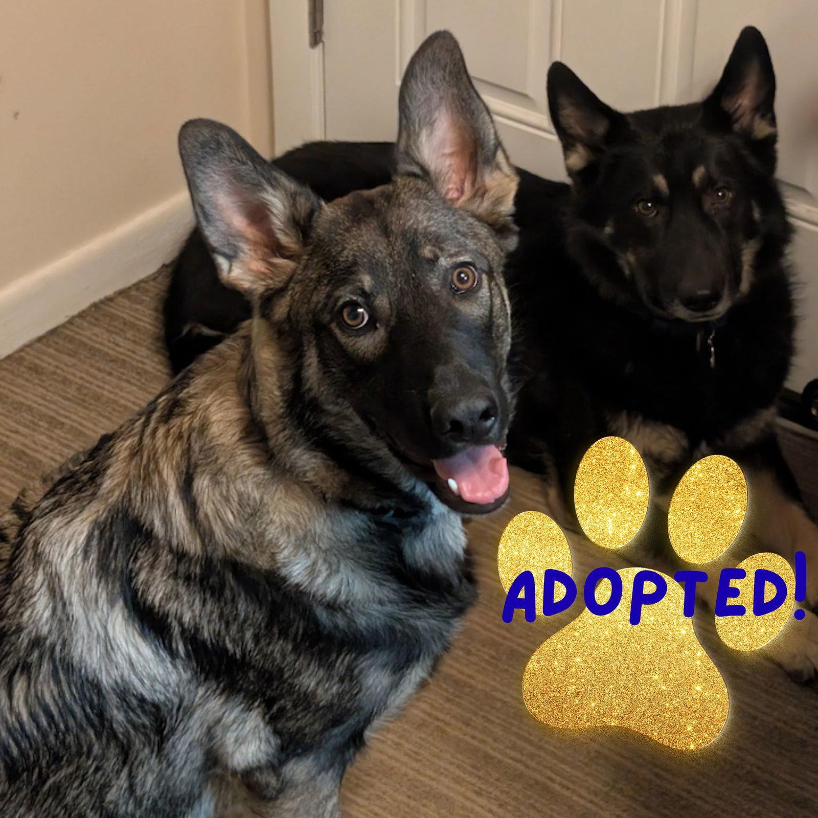 Osa, Adoptable, Young Male German Shepherd Dog & Collie.