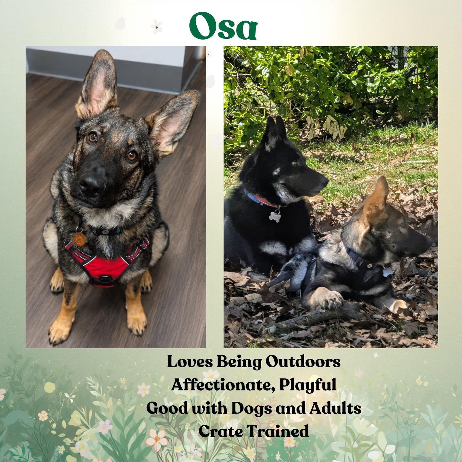 Osa, Adoptable, Young Male German Shepherd Dog & Collie.