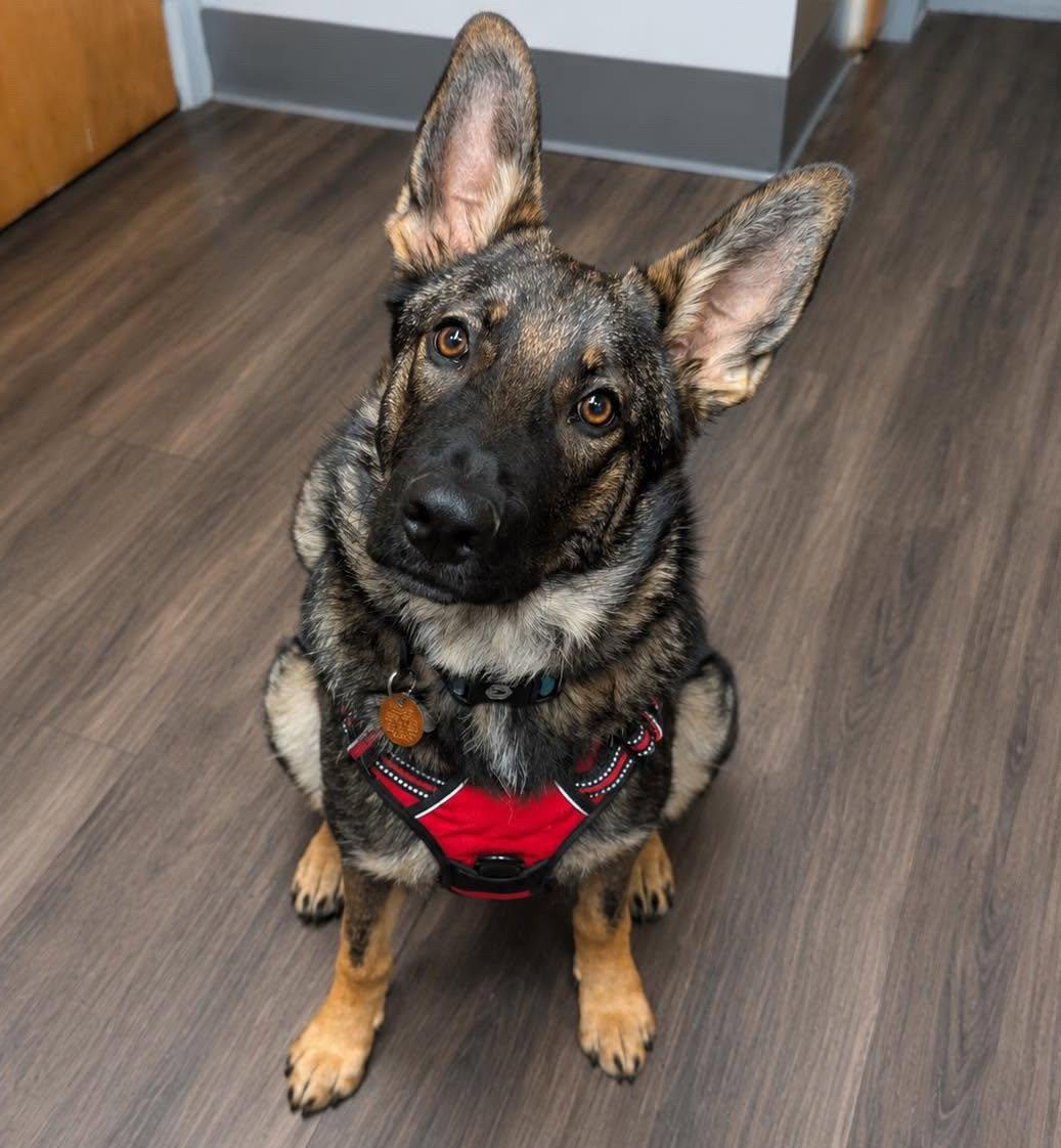 Osa, a Adoptable mixed breed in Baltimore, MD image 2/3