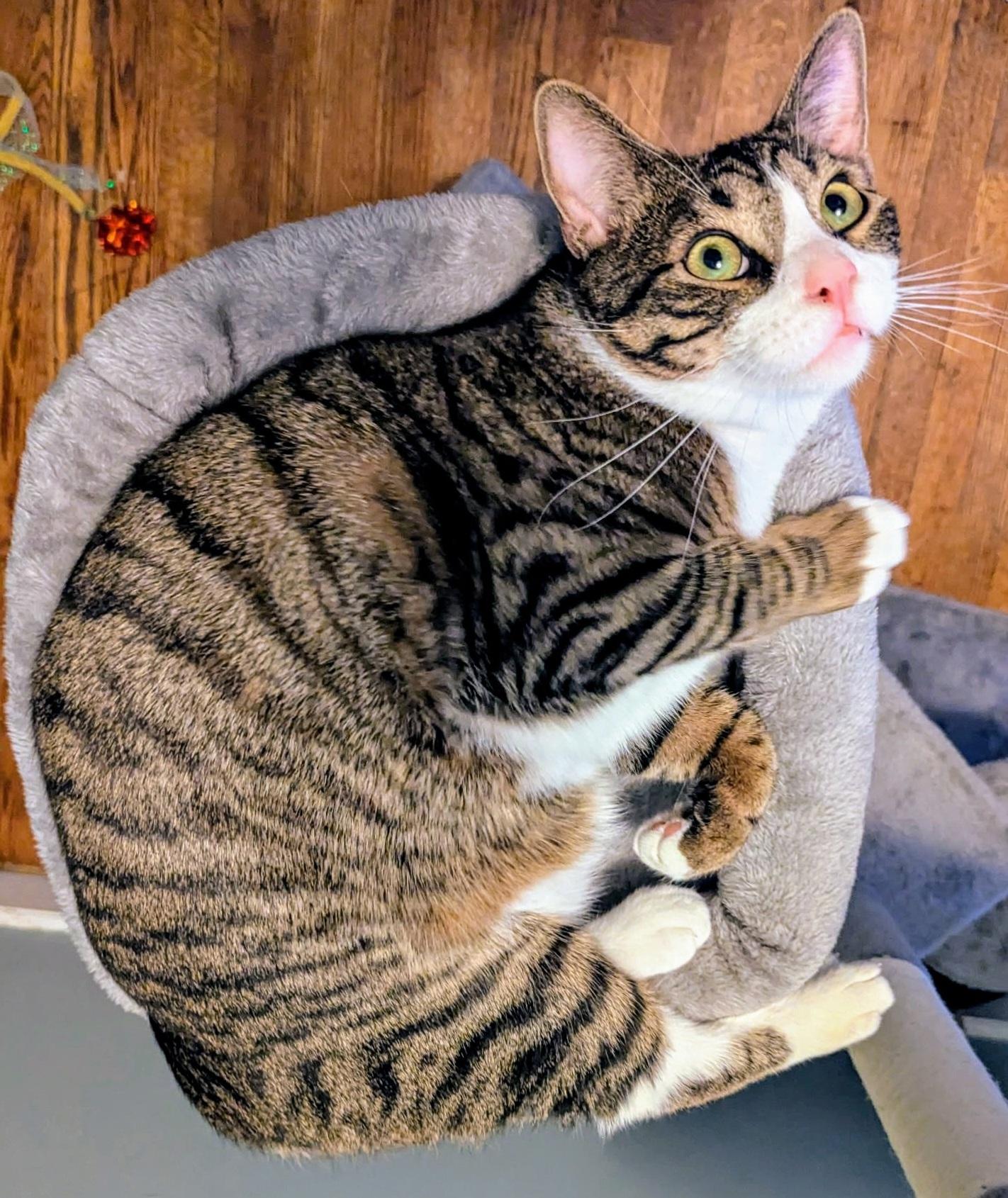 Enlarge Alex and Jason, a ADOPTABLE Tabby in Syracuse, NY image 5/6