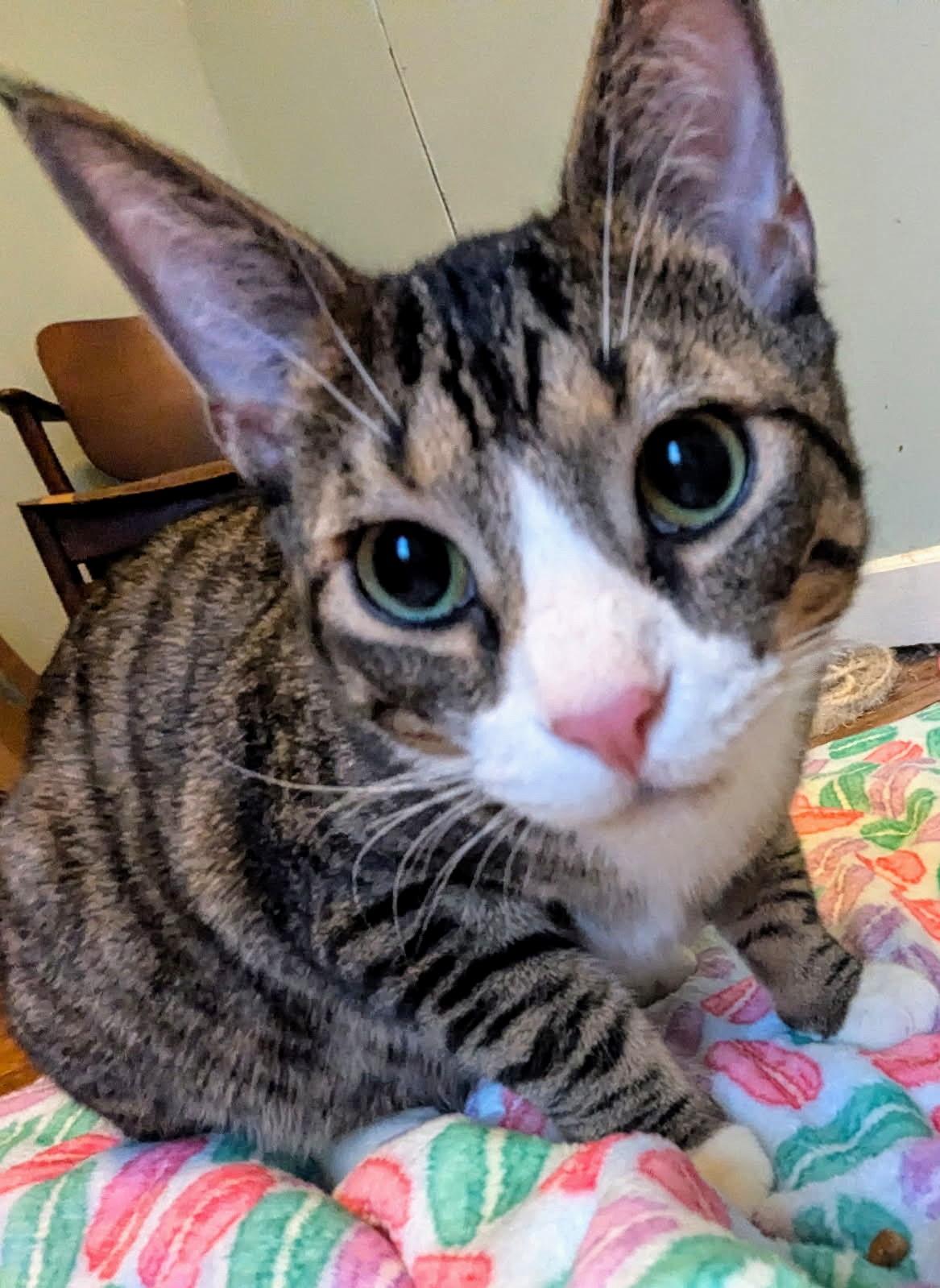 Alex and Jason, ADOPTABLE, Young Male Tabby.