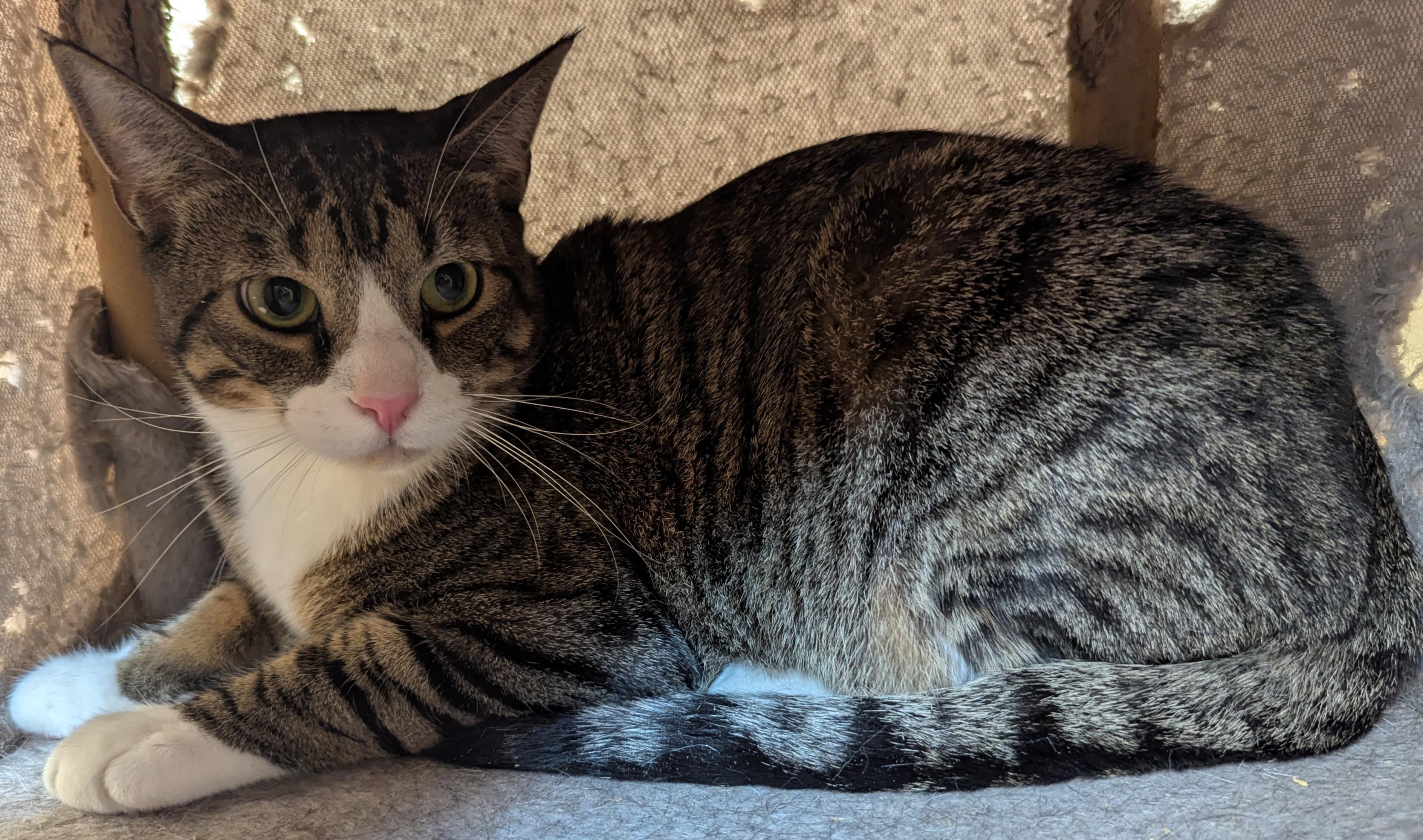 Alex and Jason, a ADOPTABLE Tabby in Syracuse, NY image 4/6