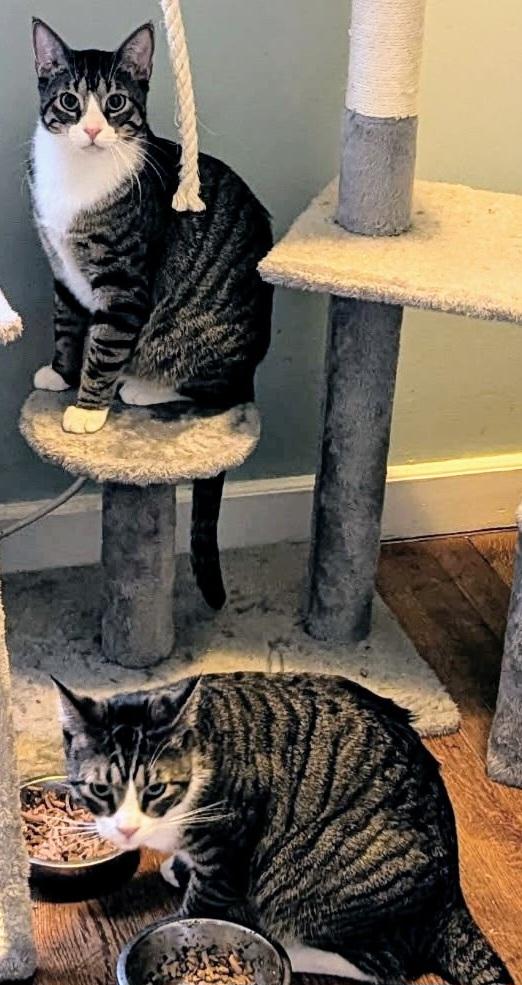 Enlarge Alex and Jason, a ADOPTABLE Tabby in Syracuse, NY image 3/6