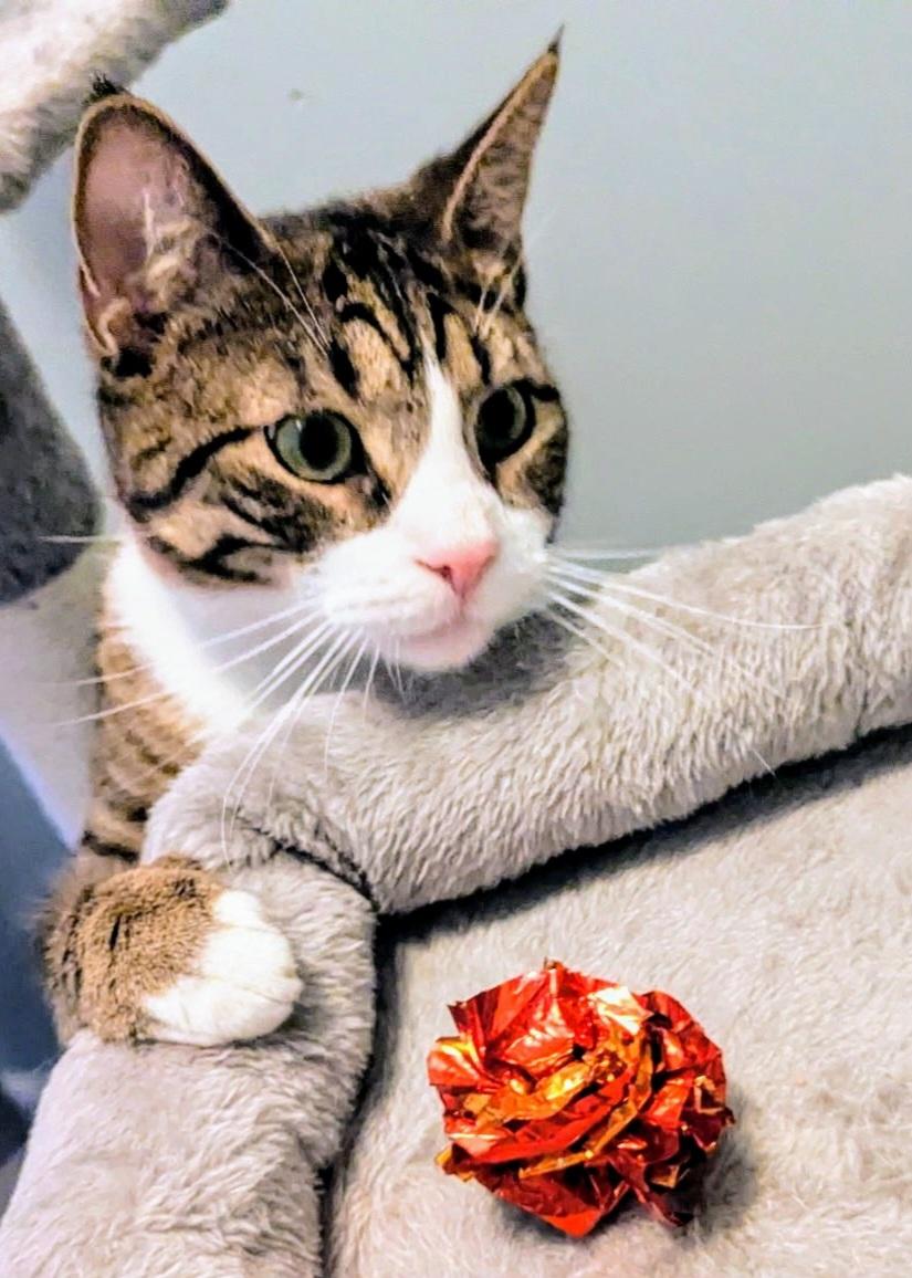 Enlarge Alex and Jason, a ADOPTABLE Tabby in Syracuse, NY image 2/6