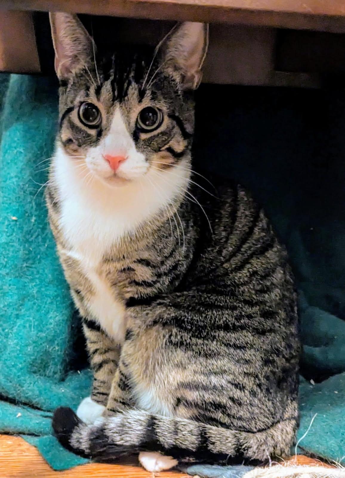 Enlarge Alex and Jason, a ADOPTABLE Tabby in Syracuse, NY image 4/6