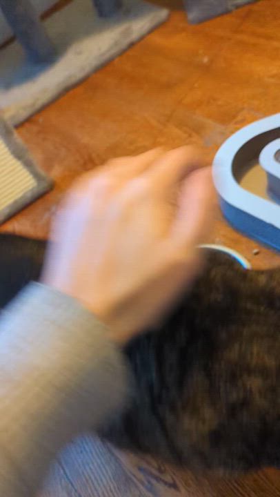 Enlarge Alex and Jason, a ADOPTABLE Tabby in Syracuse, NY video 6/6