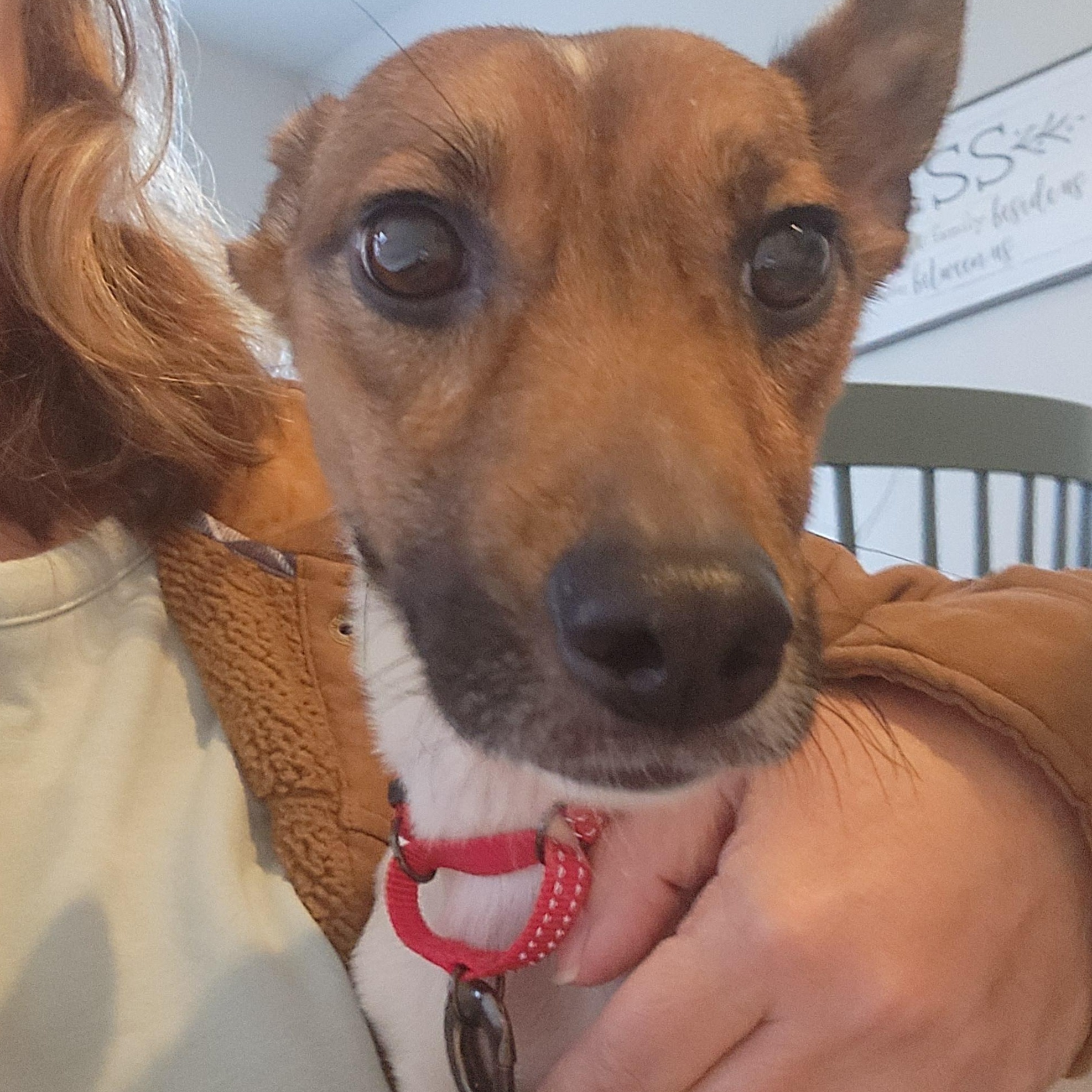 Enlarge Spot - like a little deer! Brother of Jake and Oreo!, a ADOPTABLE mixed breed in Buford, GA image 2/6