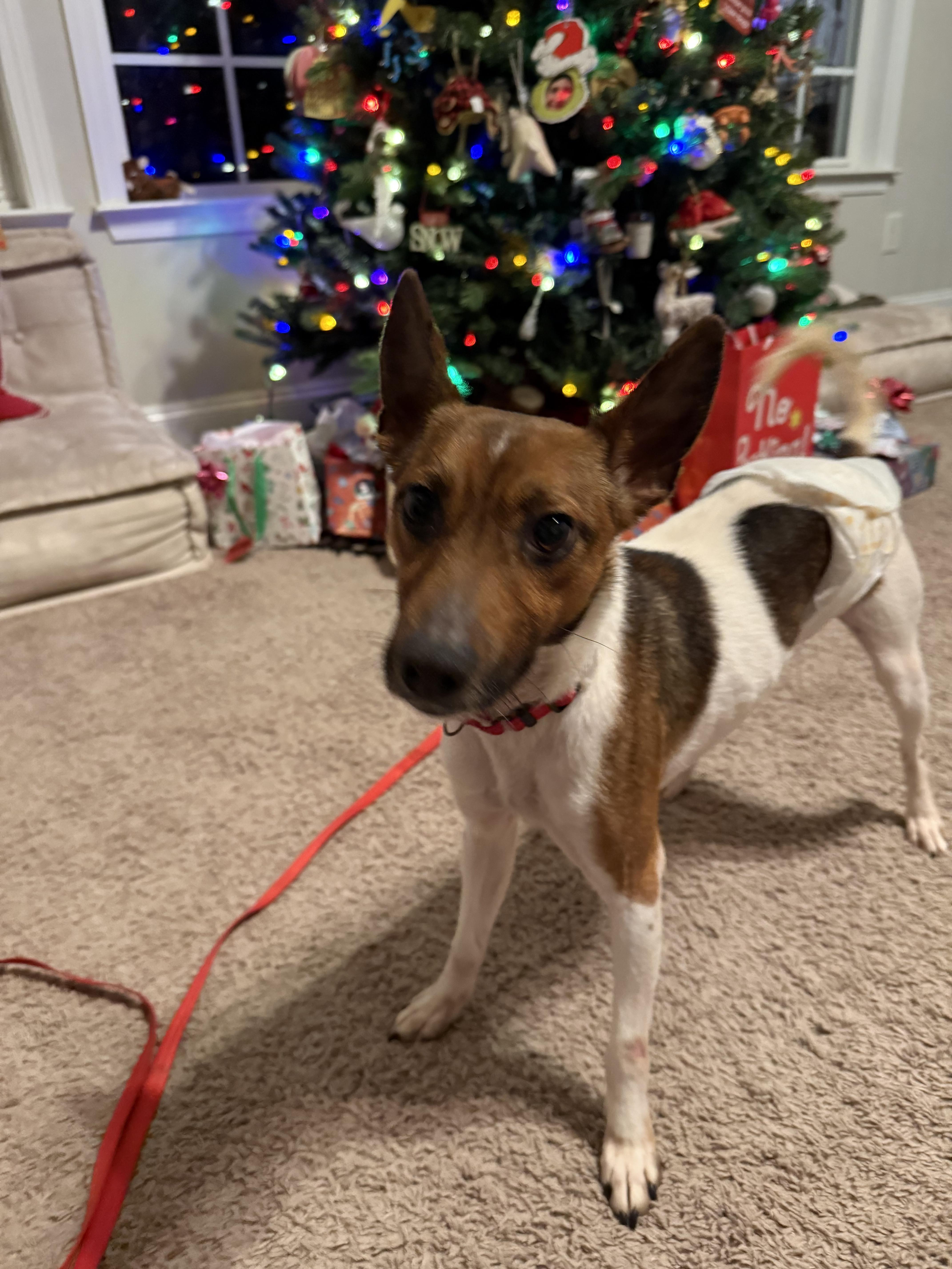 Enlarge Spot - like a little deer! Brother of Jake and Oreo!, a ADOPTABLE mixed breed in Buford, GA image 1/6