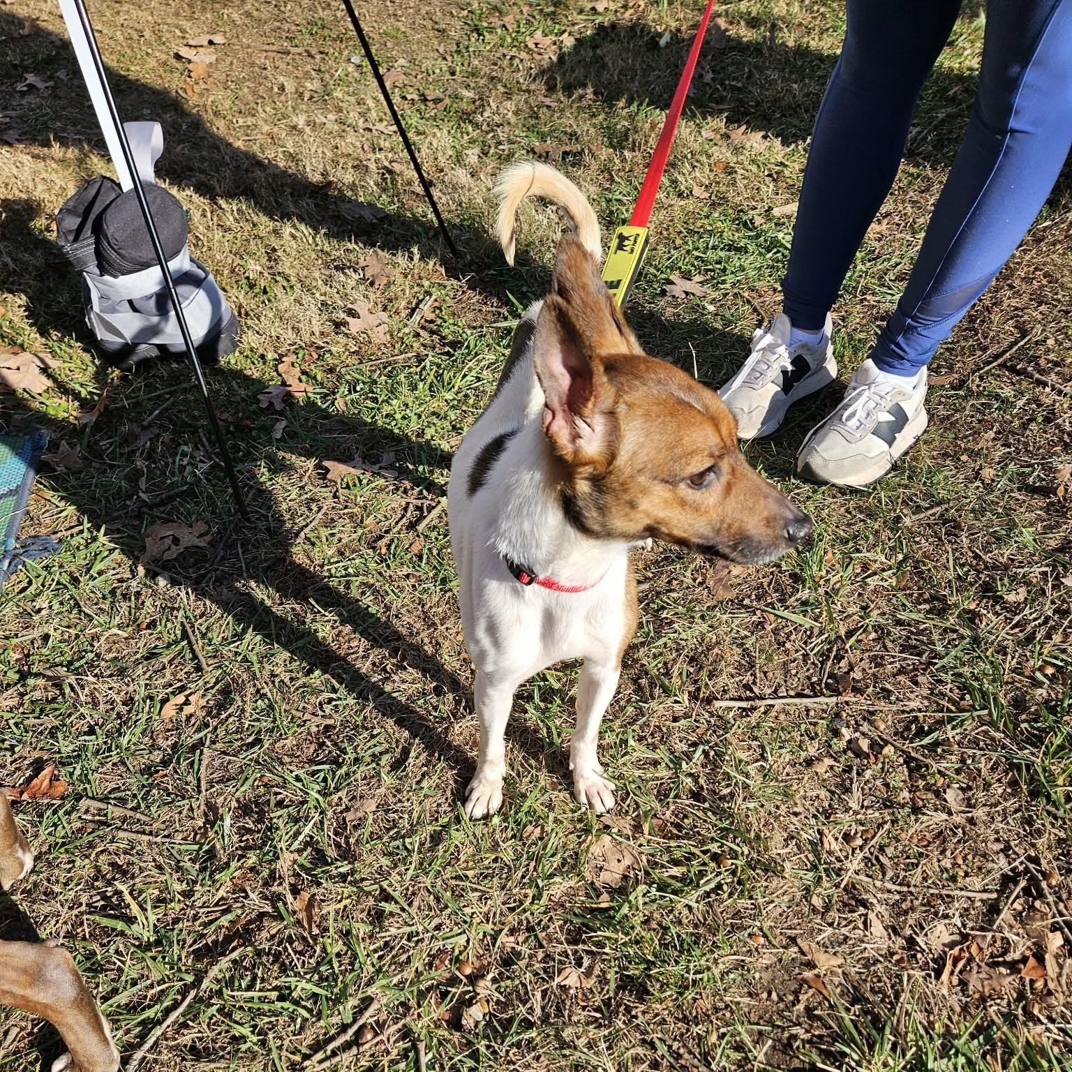 Enlarge Spot - like a little deer! Brother of Jake and Oreo!, a ADOPTABLE mixed breed in Buford, GA image 4/6