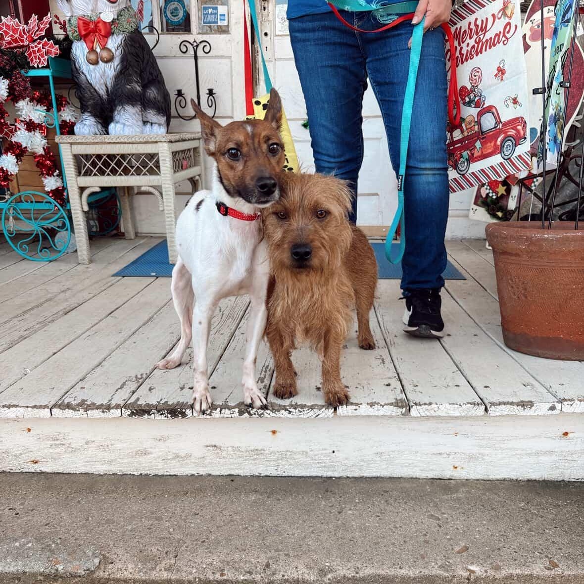 Enlarge Spot - like a little deer! Brother of Jake and Oreo!, a ADOPTABLE mixed breed in Buford, GA image 5/6