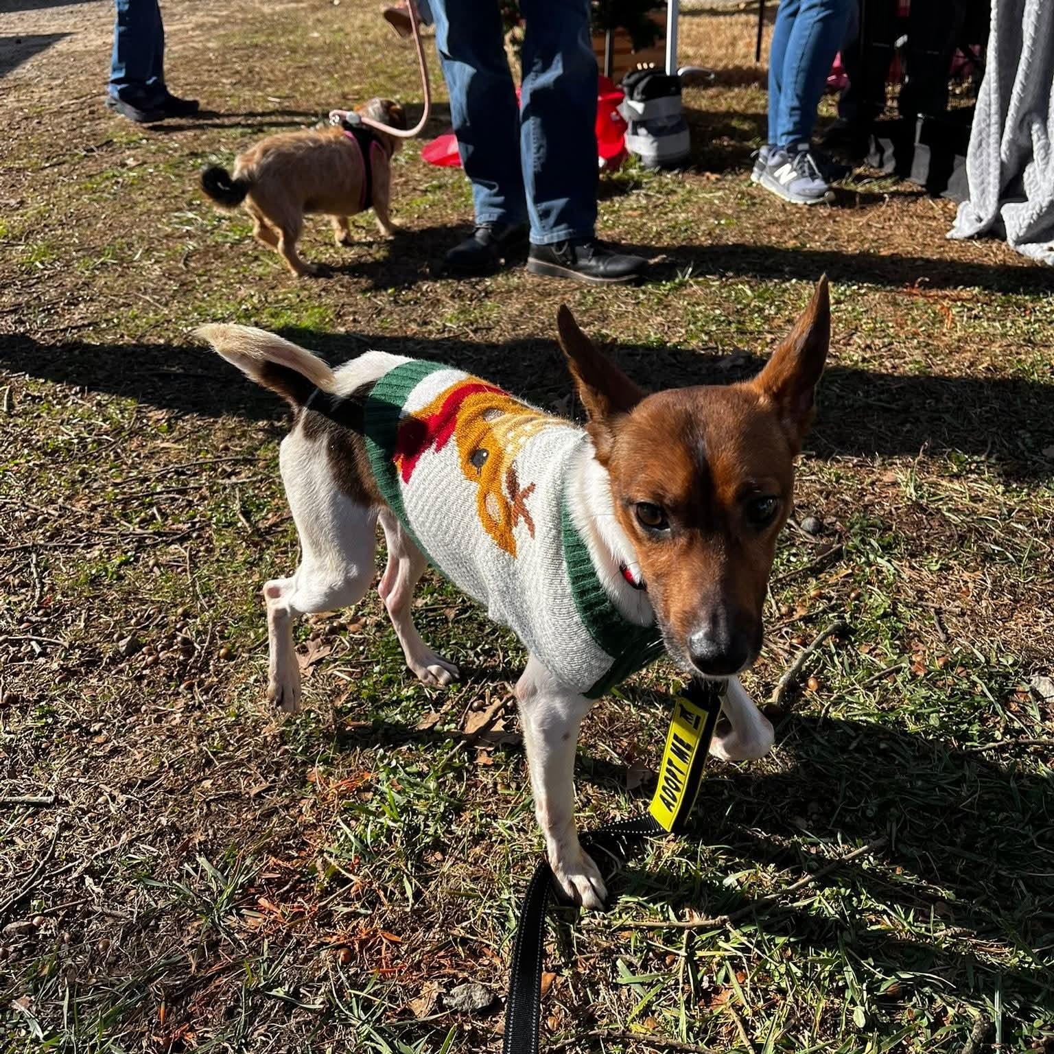Enlarge Spot - like a little deer! Brother of Jake and Oreo!, a ADOPTABLE mixed breed in Buford, GA image 3/6