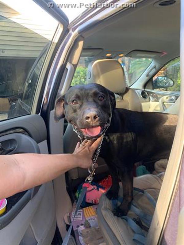 Daisy, Adoptable, Senior Female Mixed Breed.