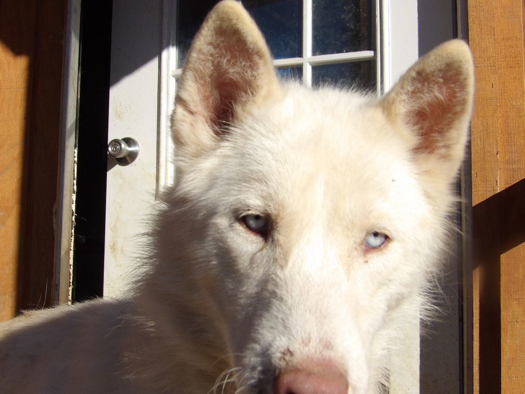 Enlarge Glacier, a Adoptable Siberian Husky in Zaleski, OH image 1/3