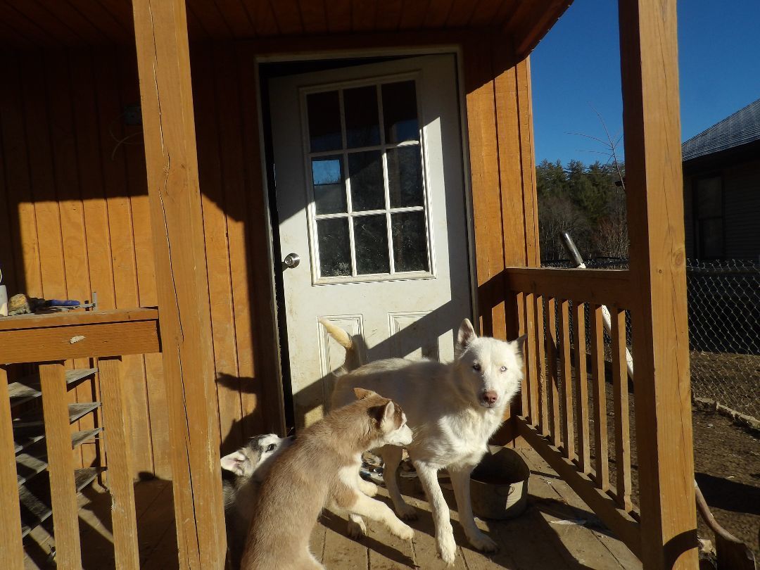 Enlarge Glacier, a Adoptable Siberian Husky in Zaleski, OH image 2/3