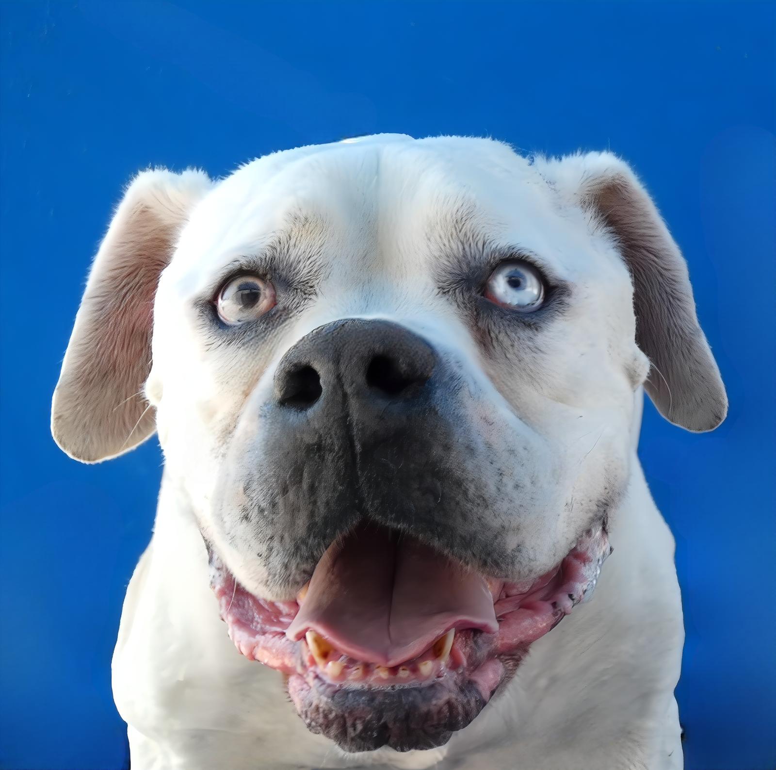 ZOE, Adoptable, Senior Female American Bulldog.