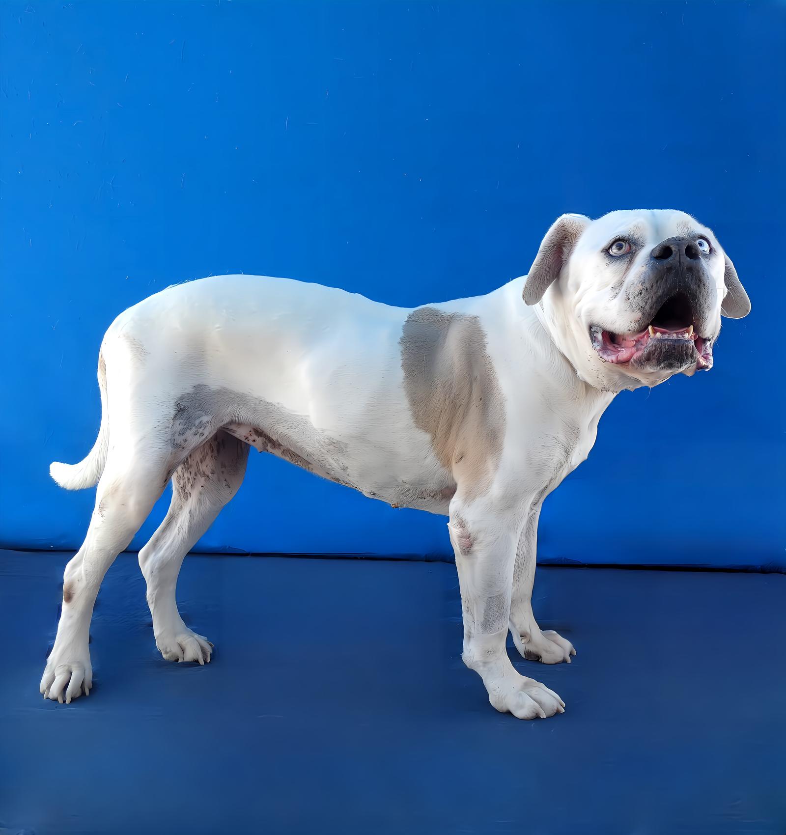 ZOE, a Adoptable American Bulldog in Pasadena, CA image 2/2