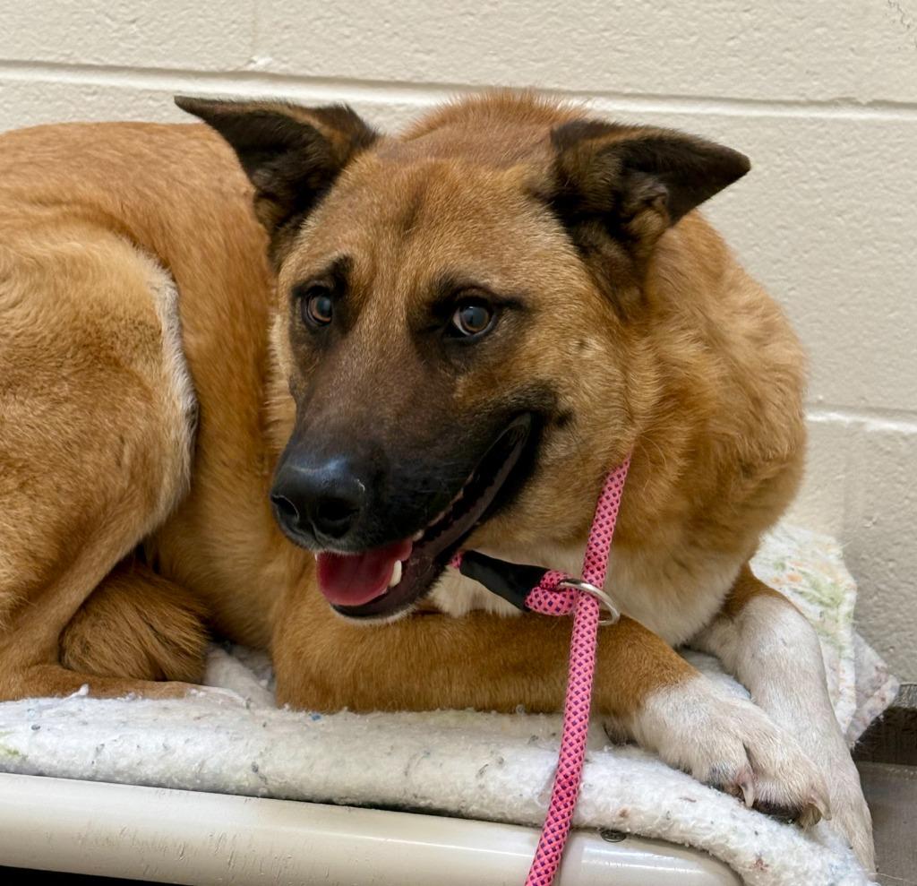 Trigger, Adoptable, Young Male Shepherd & Australian Cattle Dog / Blue Heeler.