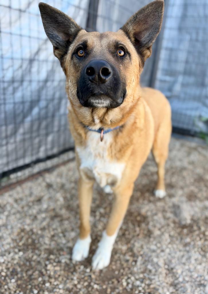 Enlarge Trigger, a Adoptable mixed breed in Gillette, WY image 2/2