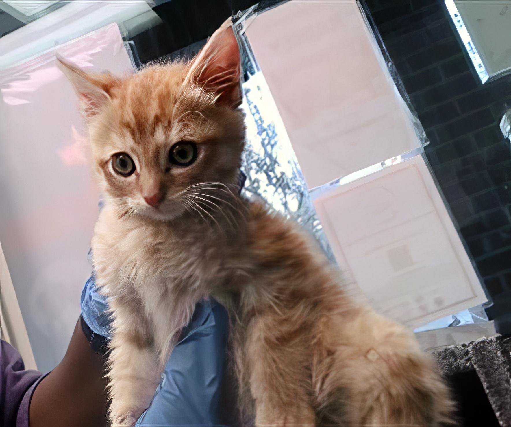 Photo of Baby Male Domestic Medium Hair Tabby (Orange / Red)