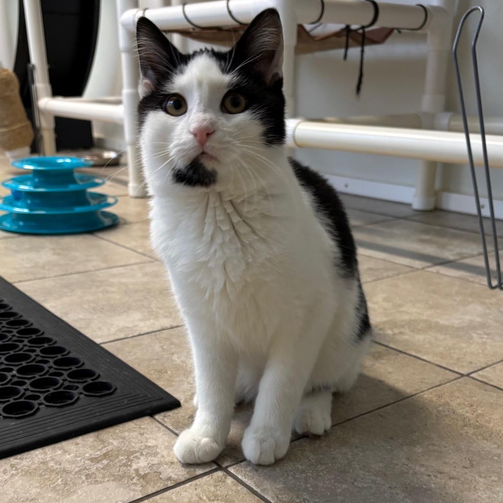 Oliver, Adoptable, Young Male Domestic Short Hair.