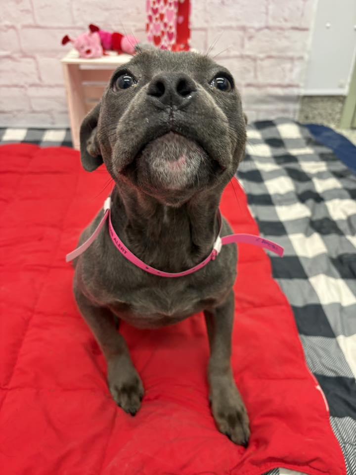 Xena — thumbnail 3