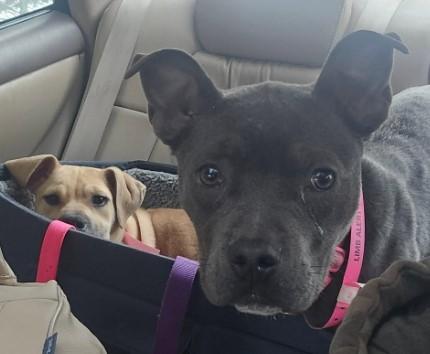 Xena — thumbnail 4