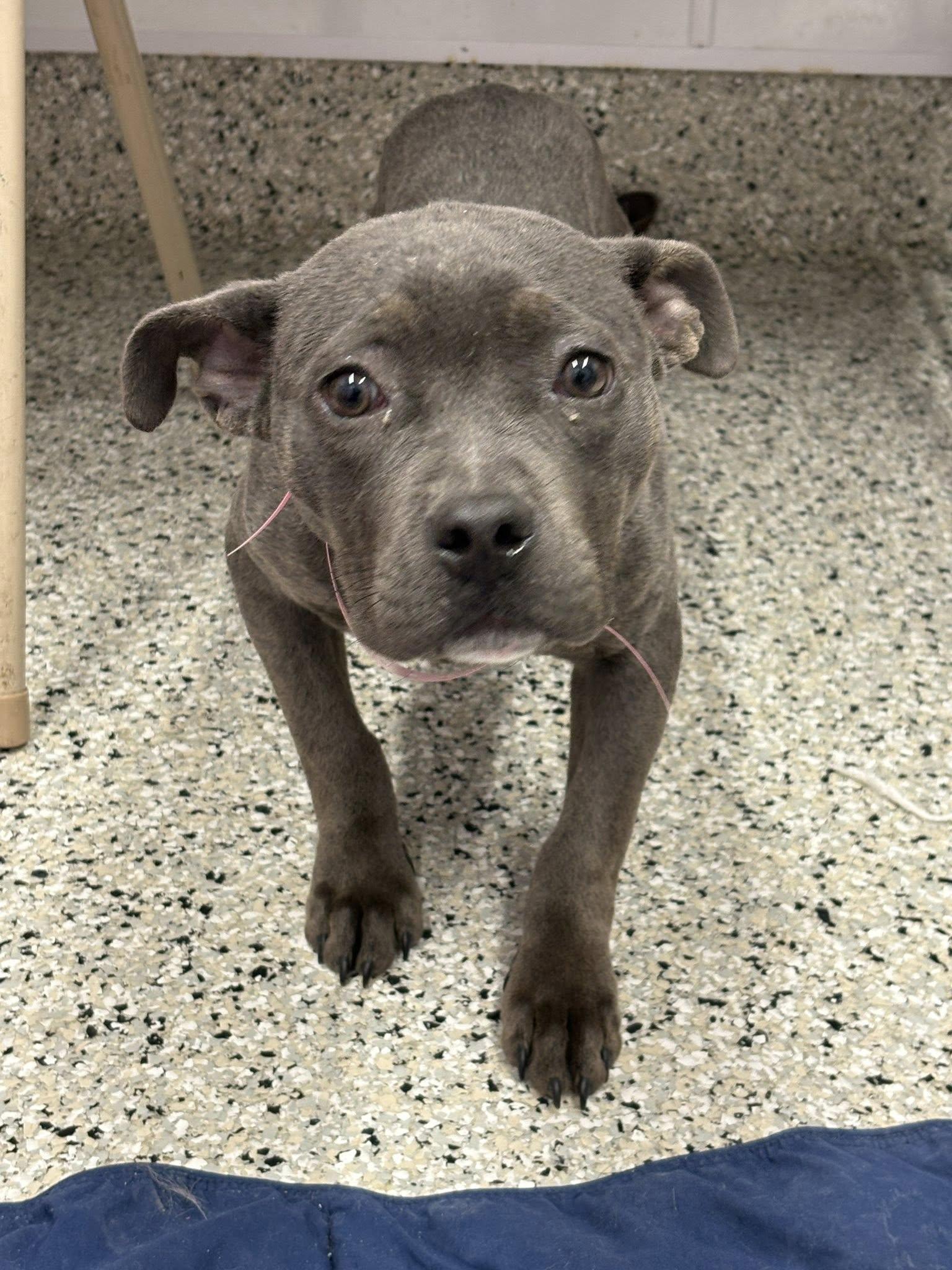 Xena — thumbnail 5