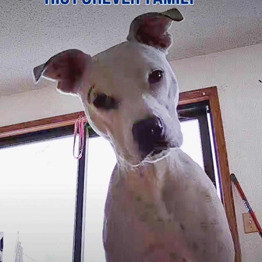 Lobo, Adoptable, Young Male Terrier.