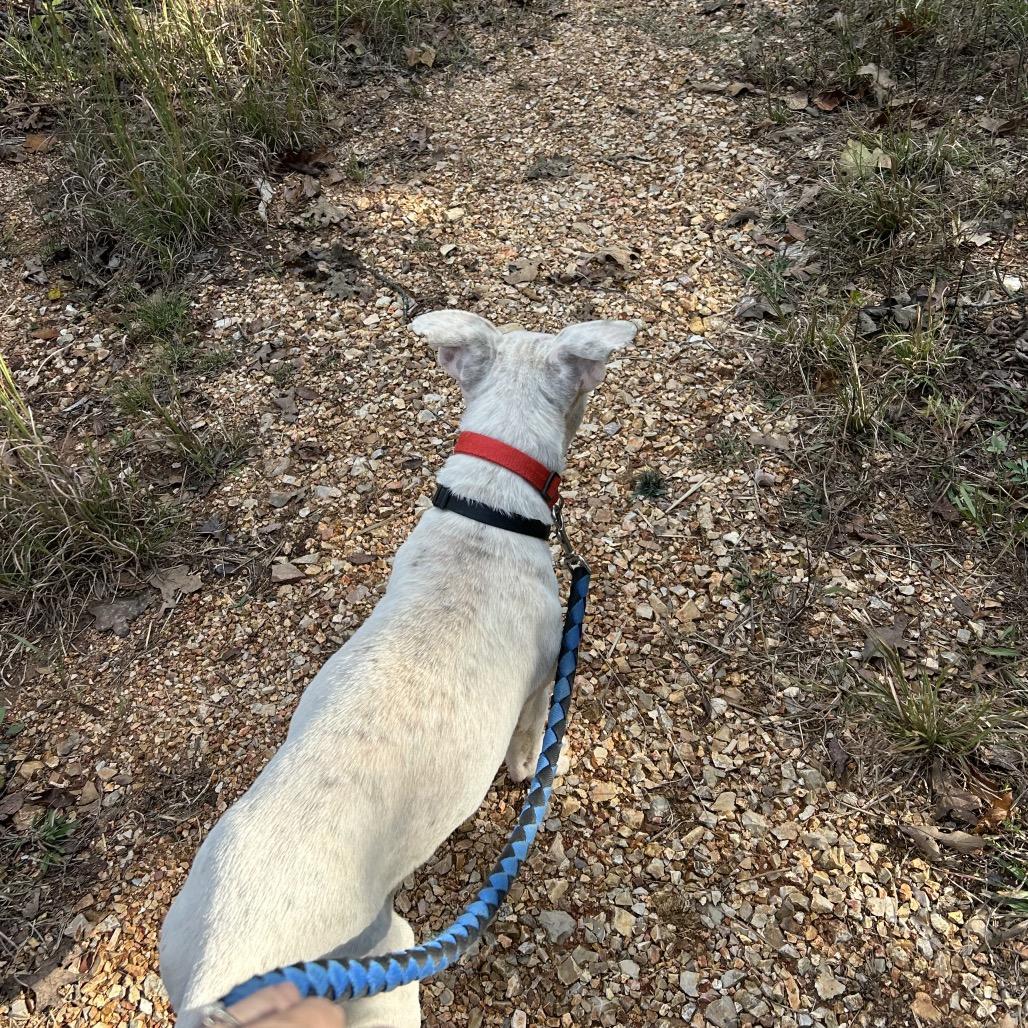 Lobo, a Adoptable Terrier in Pineville, MO image 3/4