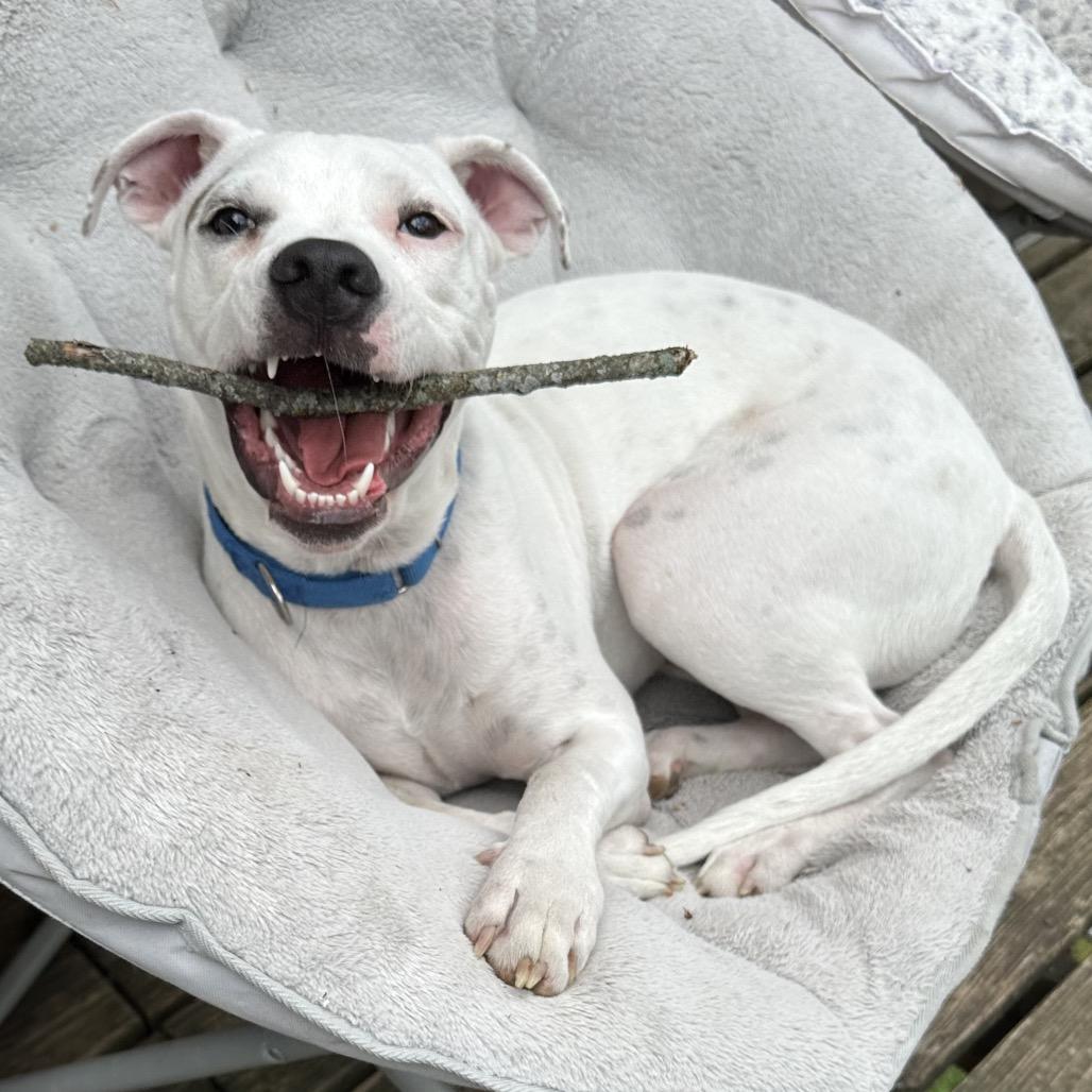 Lobo, a Adoptable Terrier in Pineville, MO image 4/6
