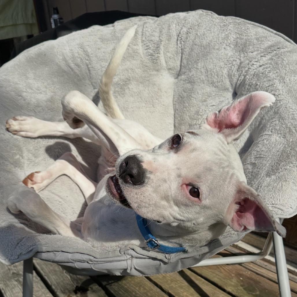 Lobo, a Adoptable Terrier in Pineville, MO image 5/6