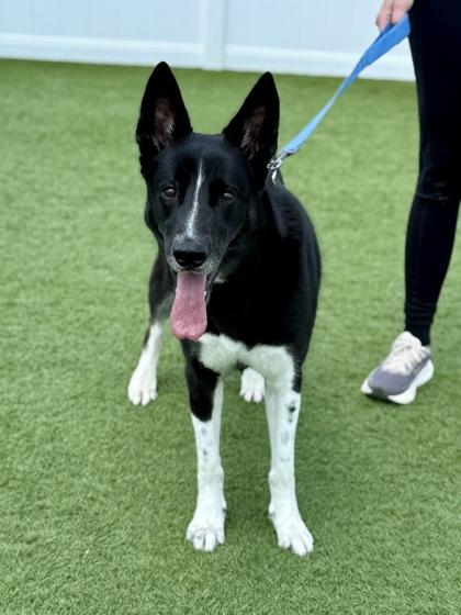 Brie, a ADOPTABLE mixed breed in Downers Grove, IL image 2/3