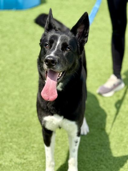 Brie, ADOPTABLE, Adult Female German Shepherd Dog & Husky.