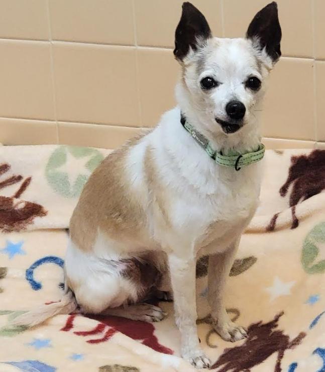 Enlarge Terry, an adopted mixed breed in Albuquerque, NM image 1/1