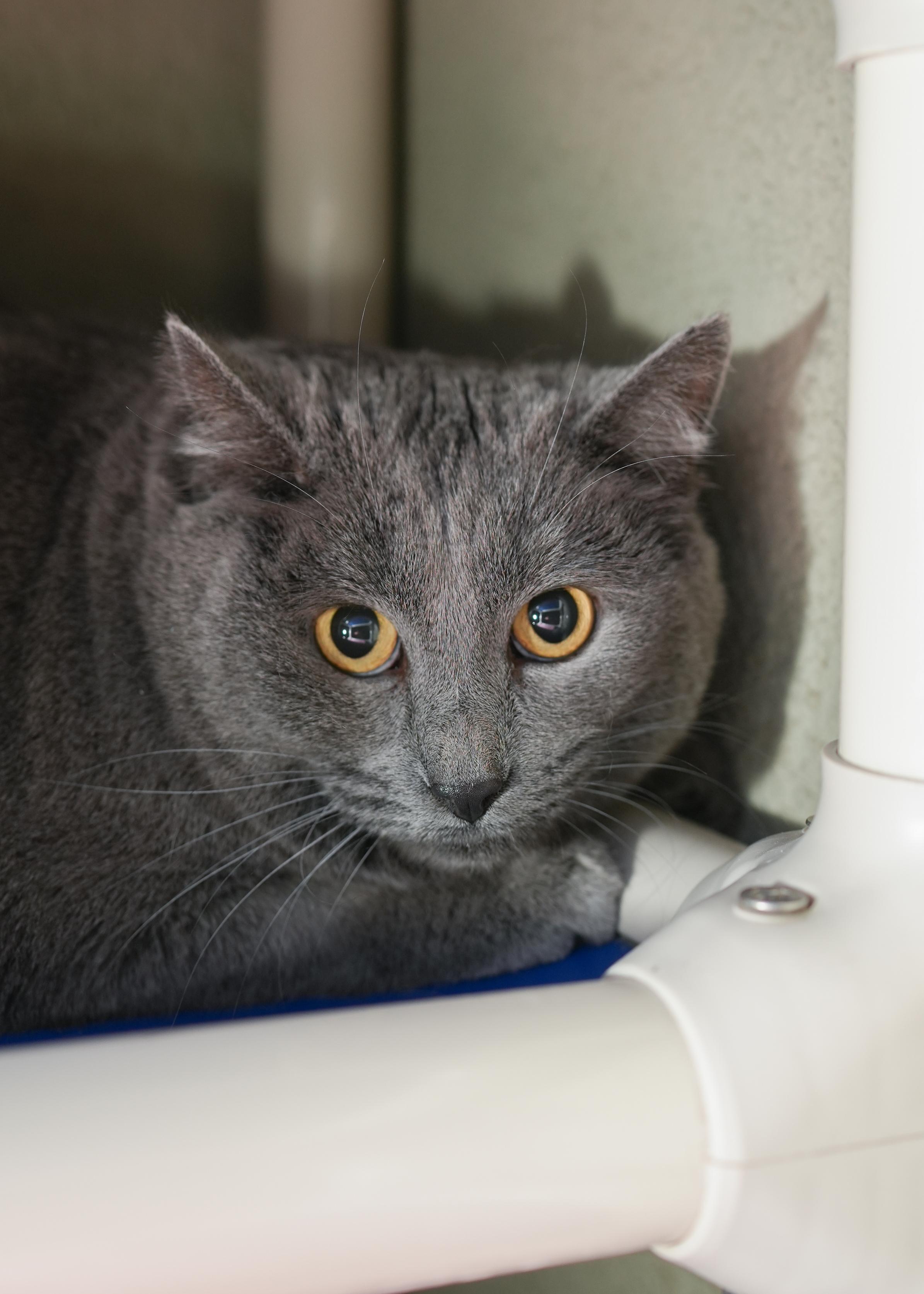 Pricilla, a ADOPTABLE Domestic Short Hair in Boise, ID image 1/2
