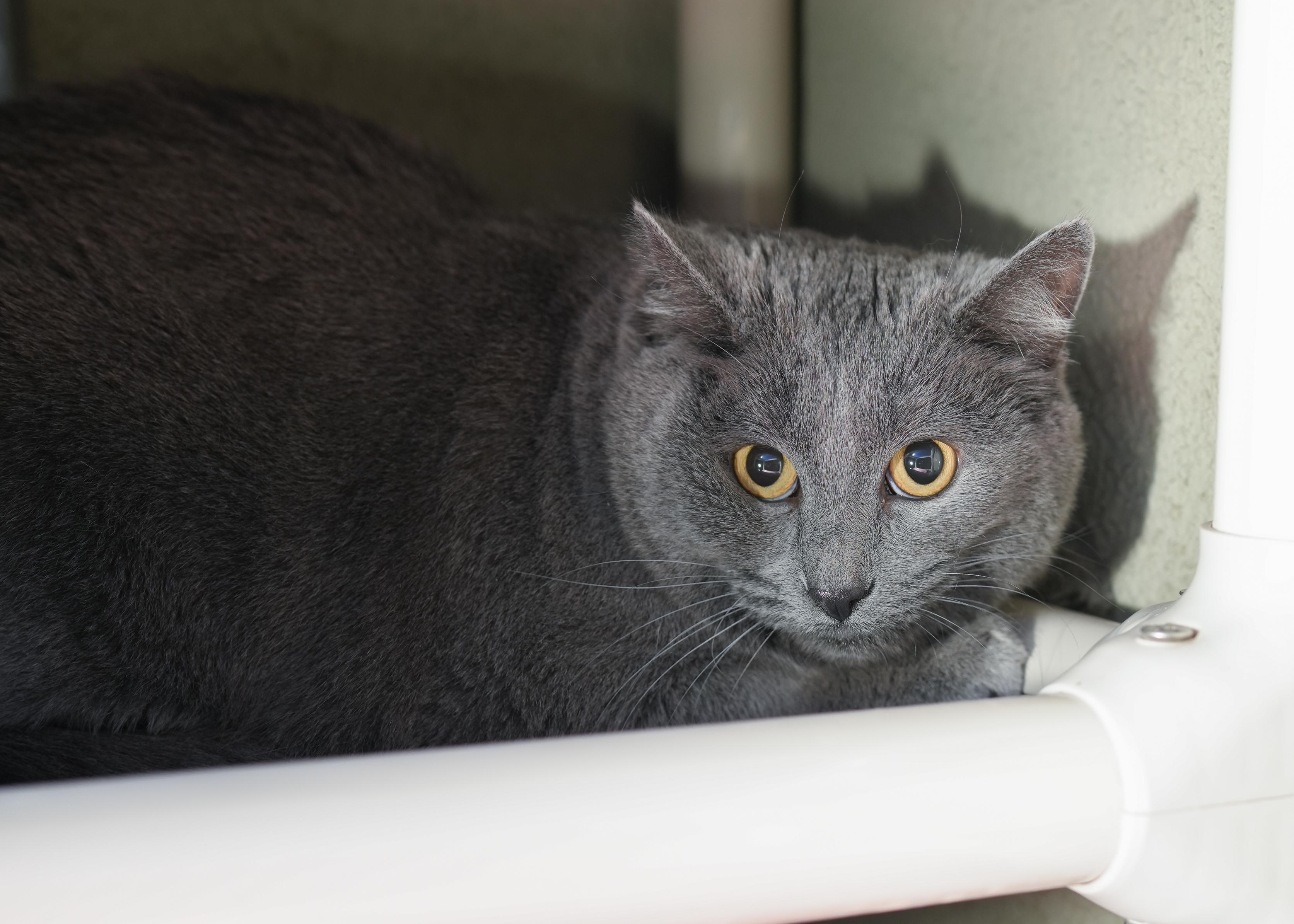 Pricilla, a ADOPTABLE Domestic Short Hair in Boise, ID image 2/2