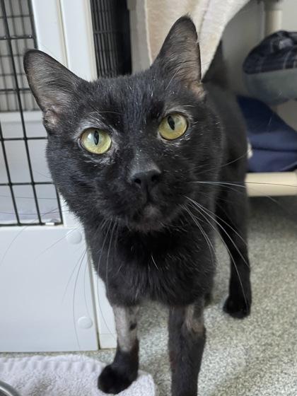 Enlarge Sneak, a Adoptable mixed breed in Madison, WI image 1/2