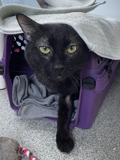 Enlarge Sneak, a Adoptable mixed breed in Madison, WI image 2/2