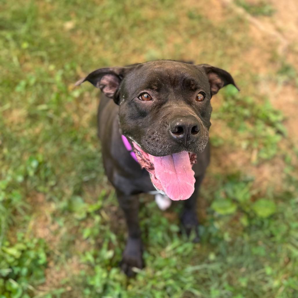 Chille, Adoptable, Adult Female Cane Corso & Boxer.